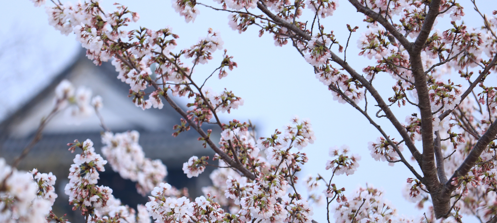 岡崎公園　花見